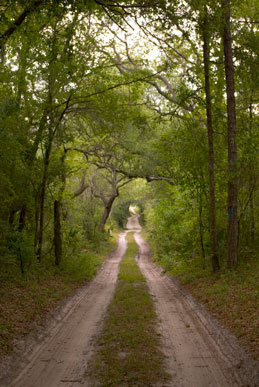 Dirt Road Between Trees