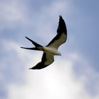 Swallow-tailed Kite in flight