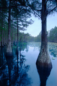 Scenic View of Trees in Water
