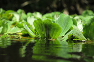 Water Lettuce