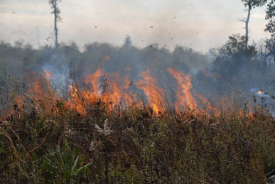 Prescribed Fire