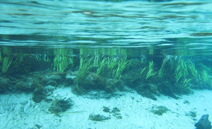 Underwater at Ichetucknee Spring