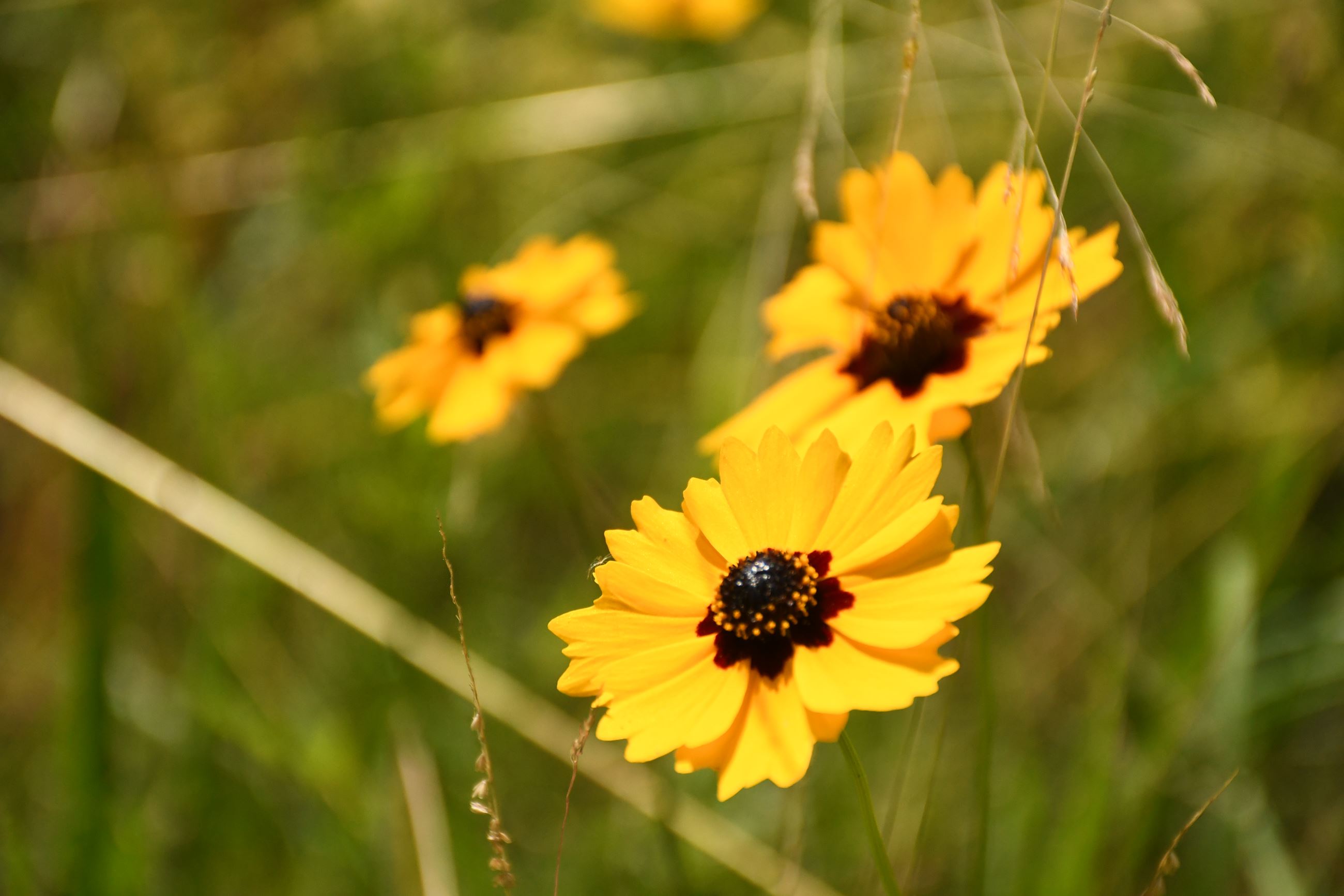 Coreopsis basalis in a field of green vegetation.