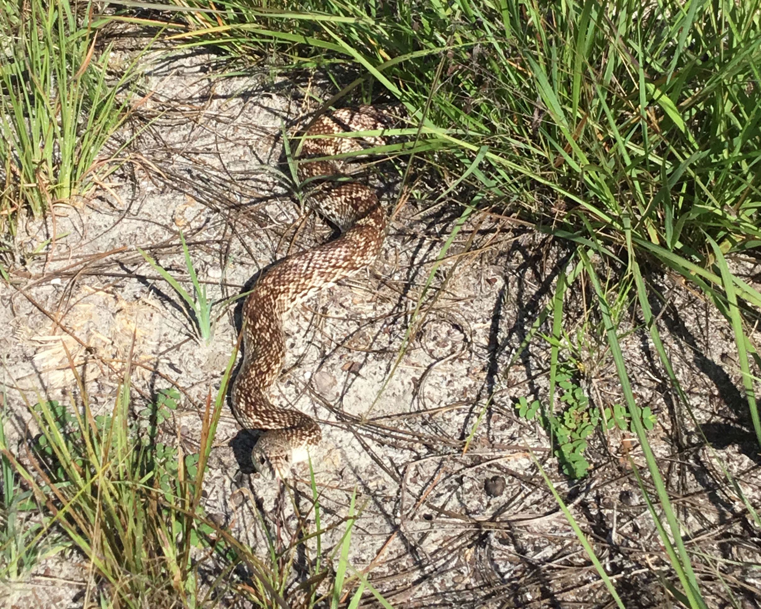 The Florida pine snake slithers through sand and grass with patterns of reddish or dark tan blotches