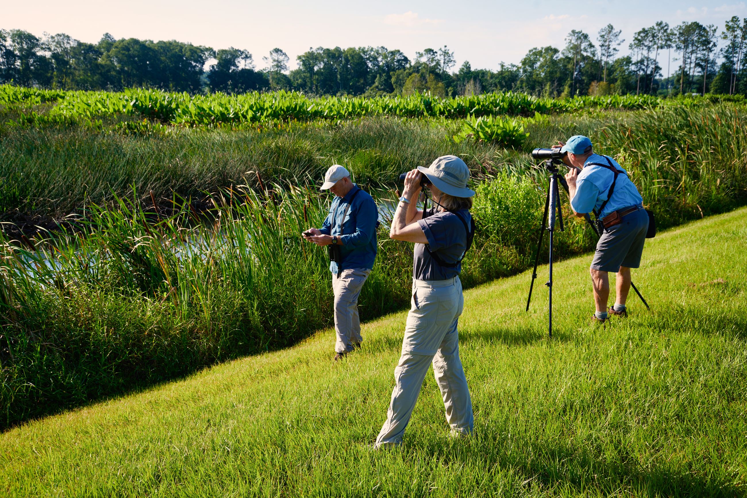 Three people at a wetland looking through binoculars