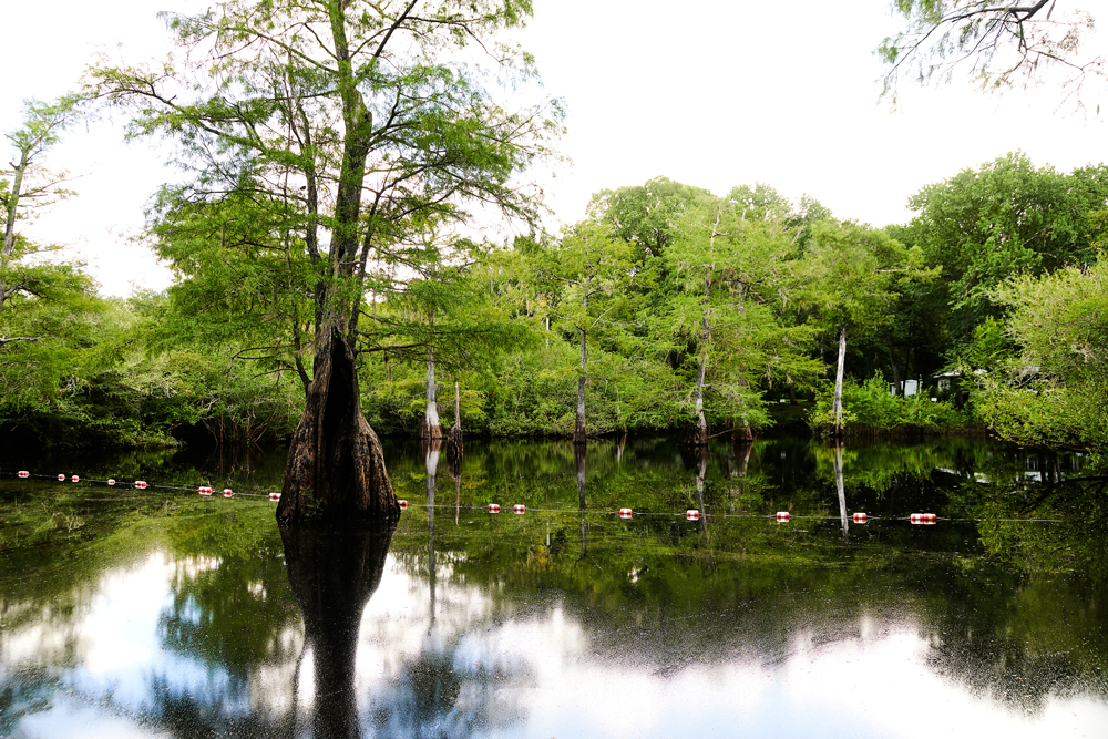 A spring with a tall tree and buoy line in the middle
